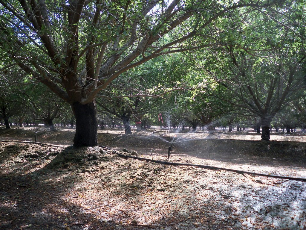 1. Almond with microsprinkler fertigation